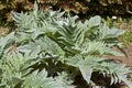 Cardoon at Early spring Royalty Free Stock Photo