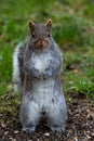 A picture of a eastern grey Squirrel standing on the ground.