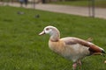 Selective blur on the grey head of an Egyptian Goose eating grass in rheingarten park in Cologne, Germany. called Alopochen