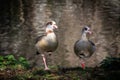 Selective blur on two head of Egyptian Geese standing on one leg in Monseigneur Nolenspark in Maastricht, Germany. Egyptian Goose