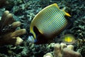 A picture of an emperor fish Royalty Free Stock Photo