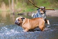 English bulldog and an Australian Shepherd playing in a lake Royalty Free Stock Photo