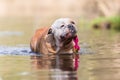 English bulldog plays with a toy in a lake Royalty Free Stock Photo