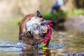 English bulldog plays with a toy in a lake Royalty Free Stock Photo