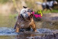 English bulldog plays with a toy in a lake Royalty Free Stock Photo