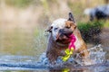 English bulldog plays with a toy in a lake Royalty Free Stock Photo