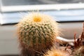 Picture of eriocactus plant growing in the pot at home Royalty Free Stock Photo