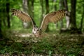 Eurasian eagle-owl Bubo bubo flight