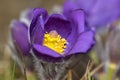 The Picture of european pasqueflower, in latin Pulsatilla pratensis subsp. bohemika in bloom. Very rare and protected sprig flower