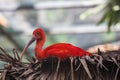 Picture of An Exotic Bird Scarlet Ibis Royalty Free Stock Photo