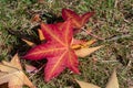 A picture of a fallen red leaf on the ground.