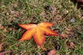 A picture of a fallen red and yellow leaf on the ground.