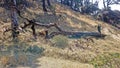 Fallen tree near the summit of Mount Victoria