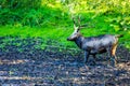 Fallow Deer in Holland Royalty Free Stock Photo
