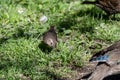 A picture of a female Brown-headed cowbird searching for the food. Royalty Free Stock Photo