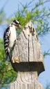 Close Up Female Downy Woodpecker on a fence post with blue sky and cedar tree