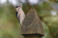 Female Downy Woodpecker on fence post with green trees in background