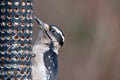 A picture of female Downy Woodpecker perching on the feeder.