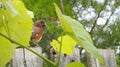 Female Eastern Towhee on Fence behind Grape Vines with Cedar Tree in Background