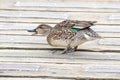 A picture of a female green-winged teal perching on the deck. Royalty Free Stock Photo