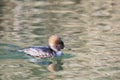 A picture of a female Hooded Merganser swimming in the pond. Royalty Free Stock Photo