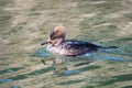 A picture of a female Hooded Merganser swimming in the pond. Royalty Free Stock Photo