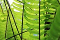 Picture of fern close-up photography Royalty Free Stock Photo