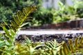 Ferns around a tree stump in the forest, eye level point of view. Text Space.