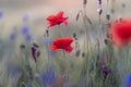 Field with beautiful poppies and cornflowers