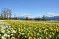 A Field of Daffodils