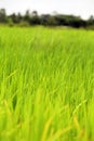 Portrait of Rice Grains fields