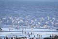 A picture of flocks of seagulls. BC Royalty Free Stock Photo