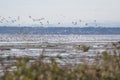 A picture of flocks of seagulls. BC