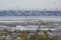 A picture of flocks of seagulls. BC