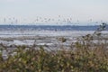 A picture of flocks of seagulls. BC