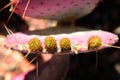 Flower buds on a cactus Royalty Free Stock Photo