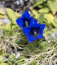 Picture of flower of genziana acaule