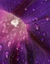 Rainy purple flower