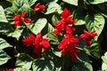 Picture, flower salvia red ,colourful beautiful in garden