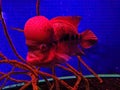 Picture of Flowerhorn Fish Flowerhorn cichlid. A very strange red fish with a big plaque on its head on a blue background