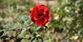 Picture Of a Flowering Red Rose Blossom