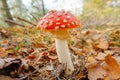 Fly agaric in the foresta