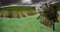 Flying Eurasian eagle owl portrait Bubo bubo fliegender EurpÃÂ¤ischer Uhu Royalty Free Stock Photo