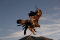 Picture of a flying golden eagle under a blue sky during sunset with mountains on the background Royalty Free Stock Photo