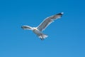 Picture of a flying seagull. Clear blue sky in the background