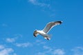 Picture of a flying seagull. Clear blue sky with a few patches of clouds in the background