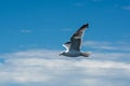 Picture of a flying seagull. Clear blue sky with a few patches of clouds in the background