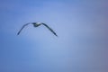 Picture of flying seagull, Seagulls are a subfamily of larid seabirds of the order of the Caradriiformes. The main genus of this s