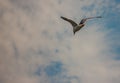 Picture of flying seagull, Seagulls are a subfamily of larid seabirds of the order of the Caradriiformes. The main genus of this s