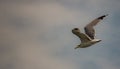 Picture of flying seagull, Seagulls are a subfamily of larid seabirds of the order of the Caradriiformes. The main genus of this s